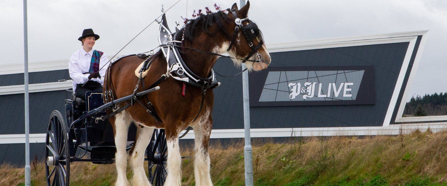 World Clydesdale Show at PJ Live