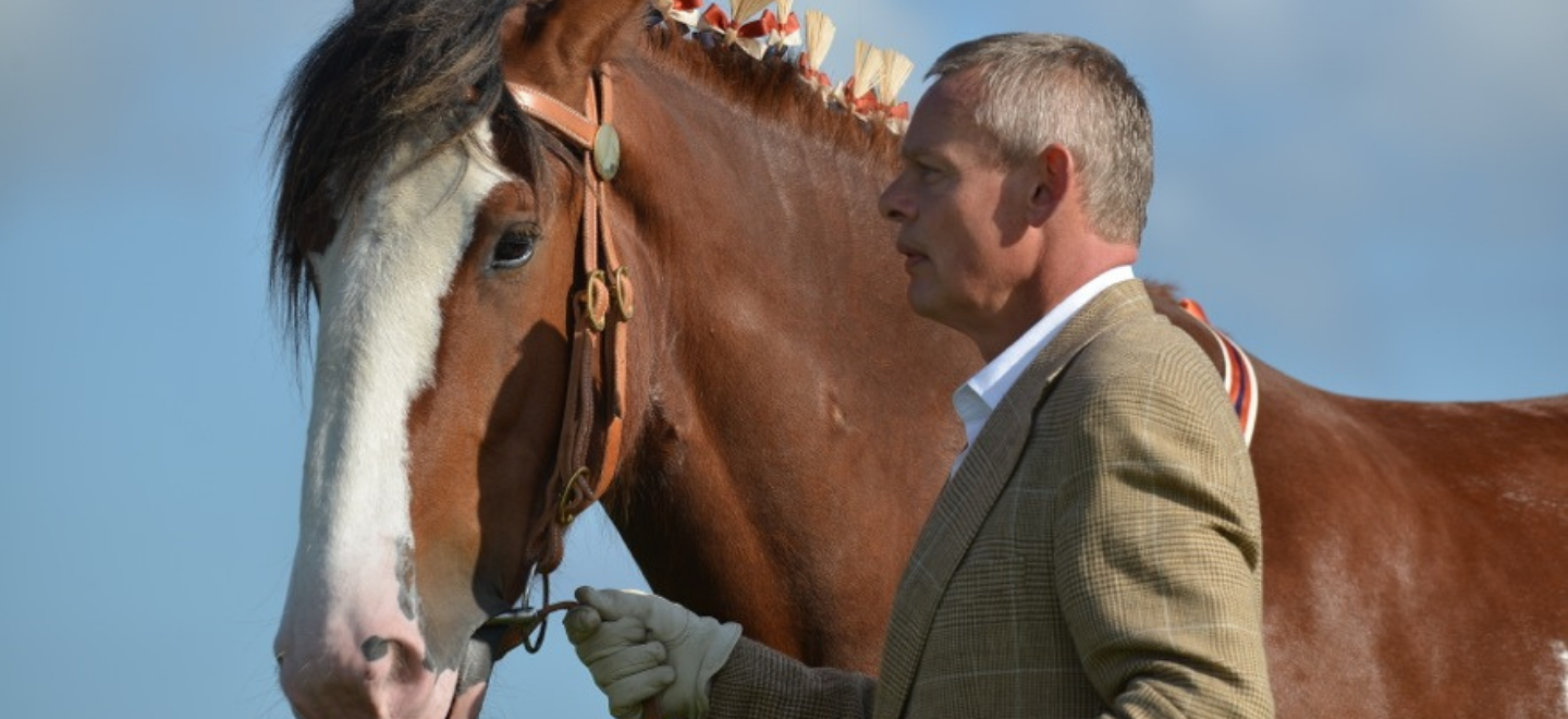 clydesdale for sale nz